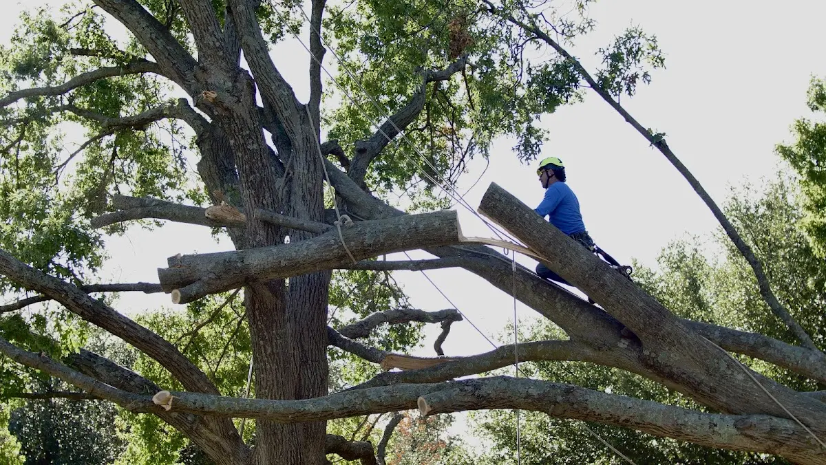 Professional Hazardous Tree Removal performed by certified arborists in Maxwell